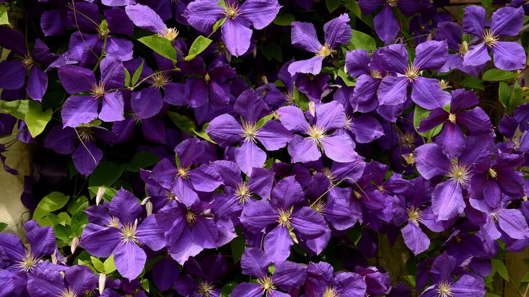 3840x2160 灌木 花朵 花瓣 紫色 宏观 4k壁纸 uhd 16:9