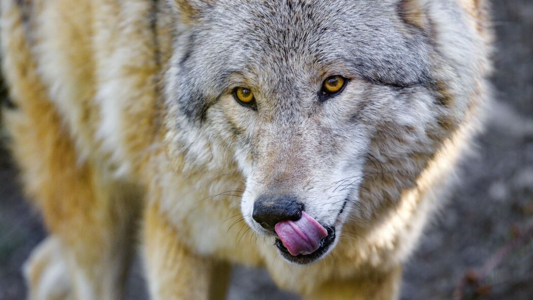 3840x2160 狼 动物 捕食者 突出的舌头 野生动物 4k壁纸 uhd 16:9