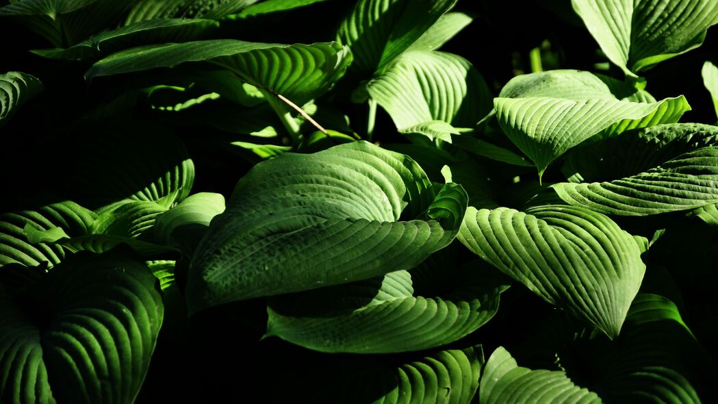 3840x2160 植物 叶子 条纹 宏观 绿色 4k壁纸 uhd 16:9