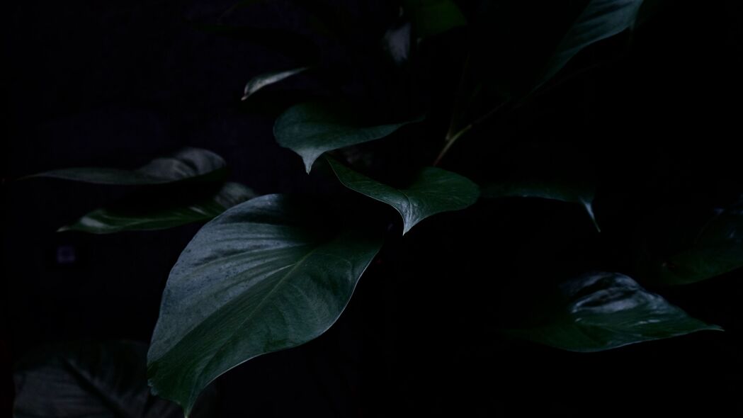 3840x2160 植物 叶子 深色 绿色 4k壁纸 uhd 16:9