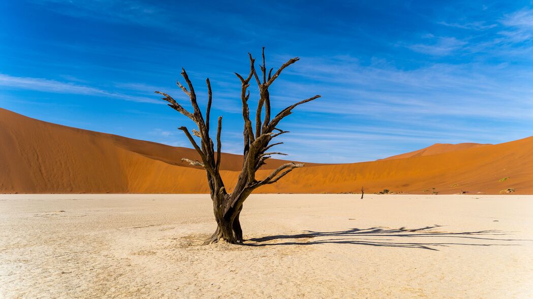 3840x2160 树 沙漠 沙子 自然 4k壁纸 uhd 16:9