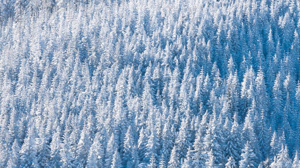 3840x2160 森林 雪 冬天 树木 自然 鸟瞰 4k壁纸 uhd 16:9