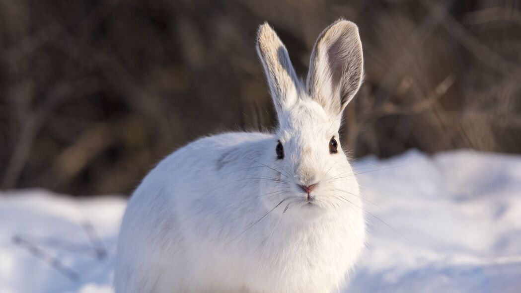 3840x2160 兔子 动物 白色 雪 冬季 4k壁纸 uhd 16:9