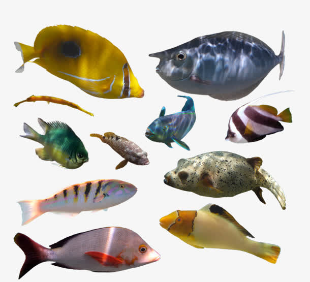各类海洋鱼大全图片