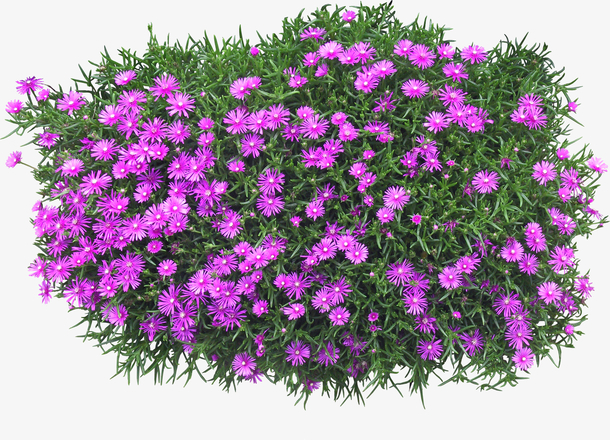 景观植物紫菊花灌木球