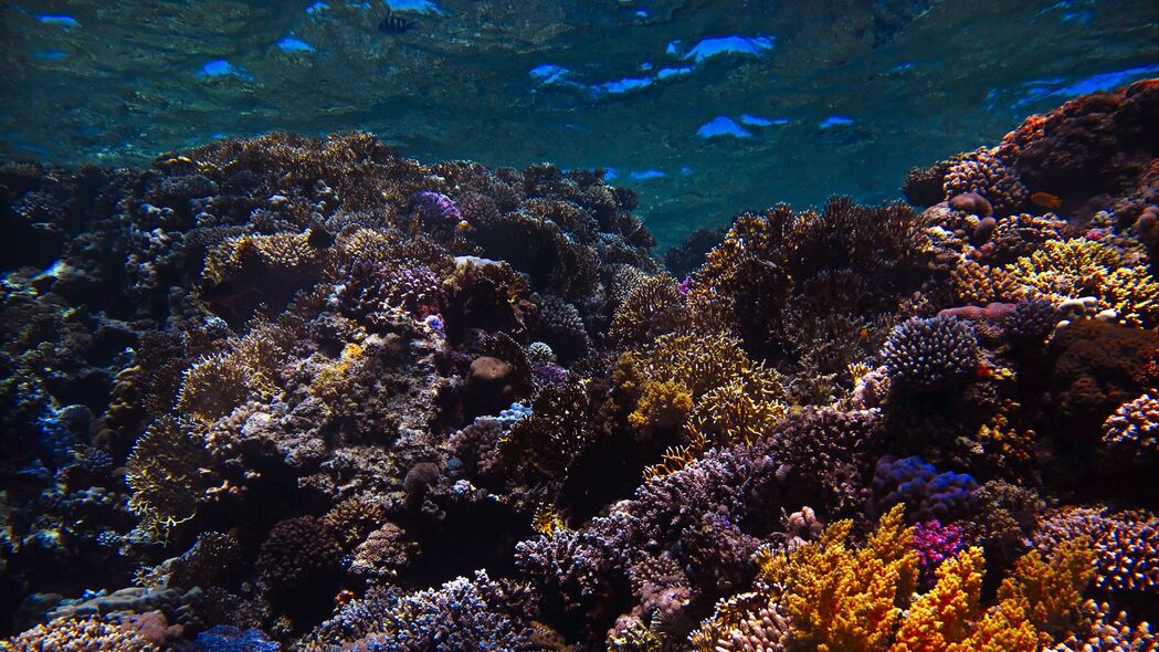 3840x2160 珊瑚礁 珊瑚 海 水下 水 4k壁纸 uhd 16:9