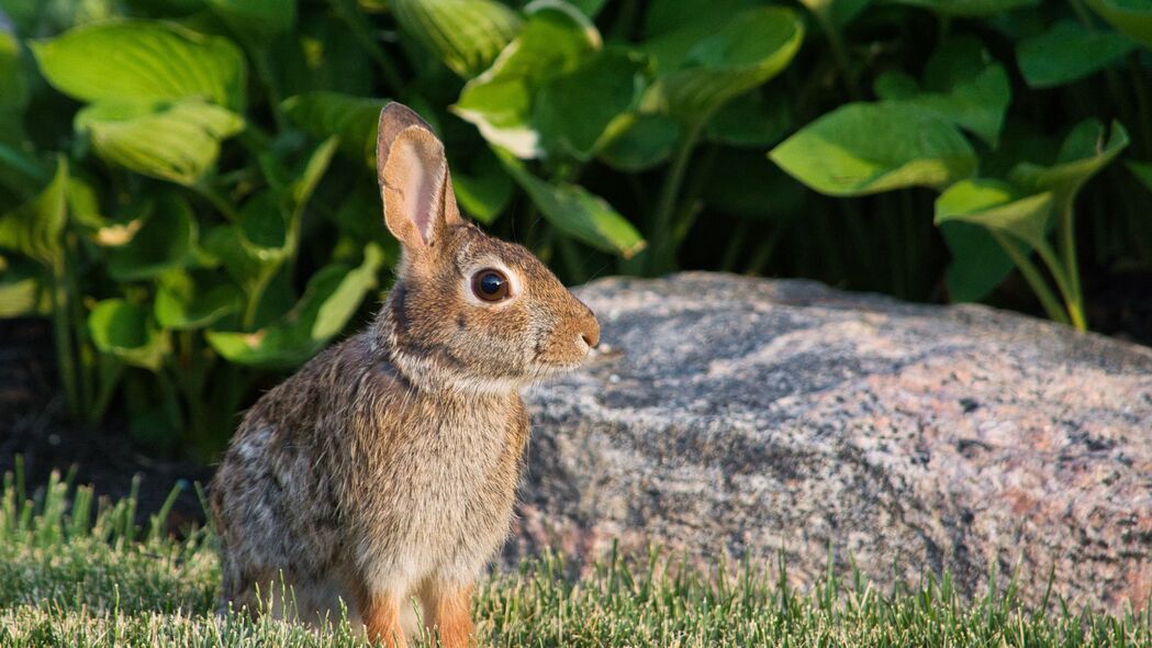 3840x2160 兔子 动物 个人资料 耳朵 4k壁纸 uhd 16:9