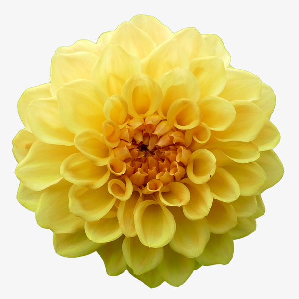 实物黄色大丽花花朵