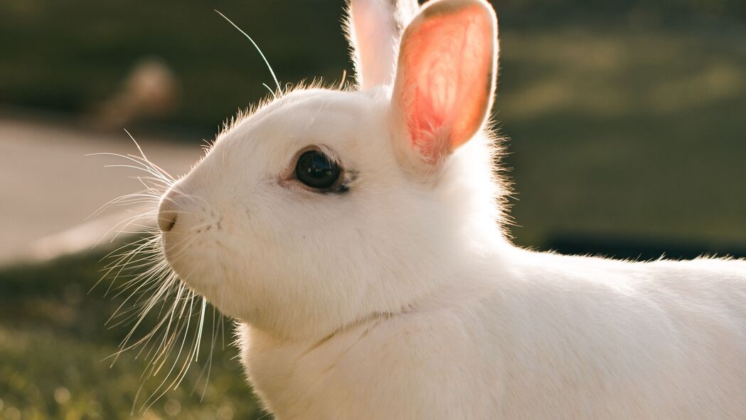 3840x2160 兔子 兔子 白色 个人资料 4k壁纸 uhd 16:9