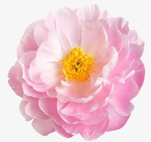 一朵粉色的牡丹鲜花