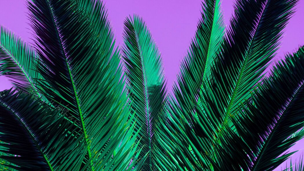 3840x2160 棕榈 树枝 植物 树叶 紫色 4k壁纸 uhd 16:9