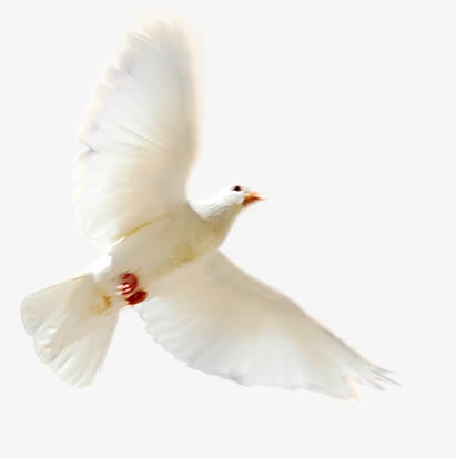 一只白色和平鸽飞在空中