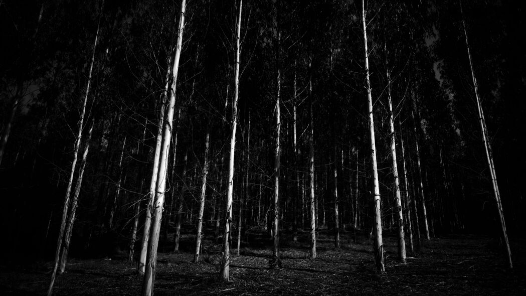 3840x2160  bw 树木 森林 灰暗的 4k壁纸 uhd 16:9