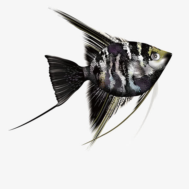 黑色热带鱼