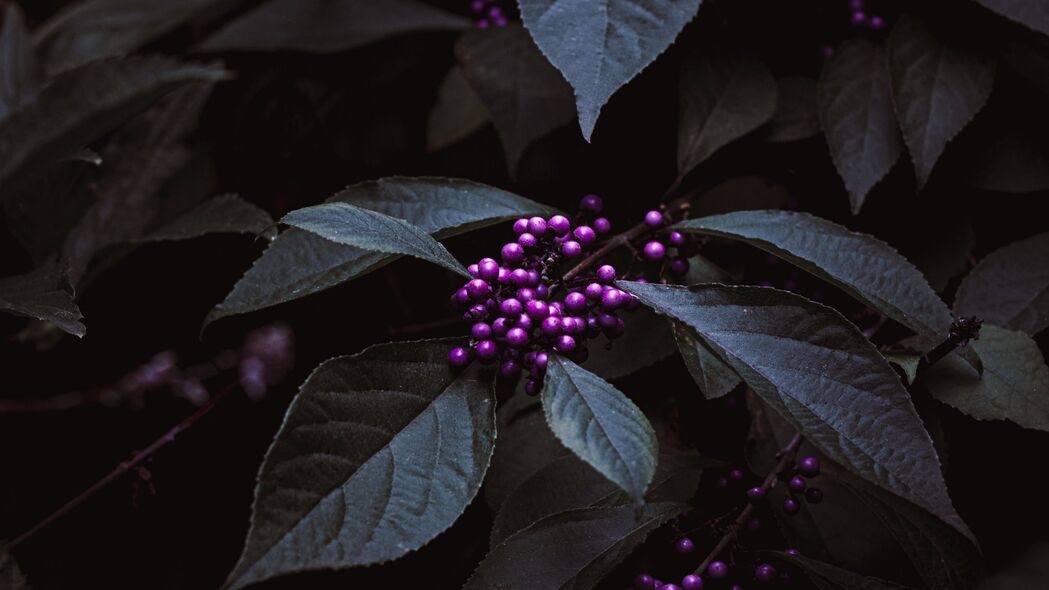 3840x2160 植物 浆果 紫色 束 叶 4k壁纸 uhd 16:9