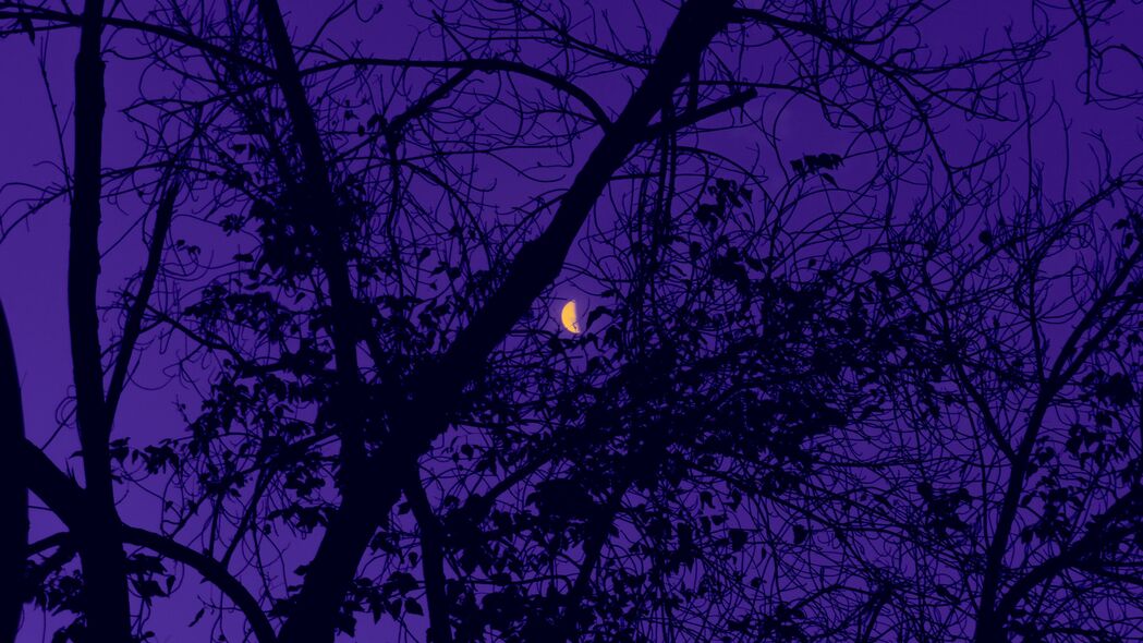 3840x2160 树 月亮 夜晚 天空 紫色 4k壁纸 uhd 16:9