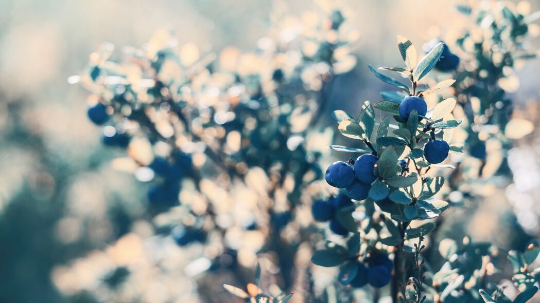 3840x2160 蓝莓 浆果 蓝色 灌木 植物 4k壁纸 uhd 16:9