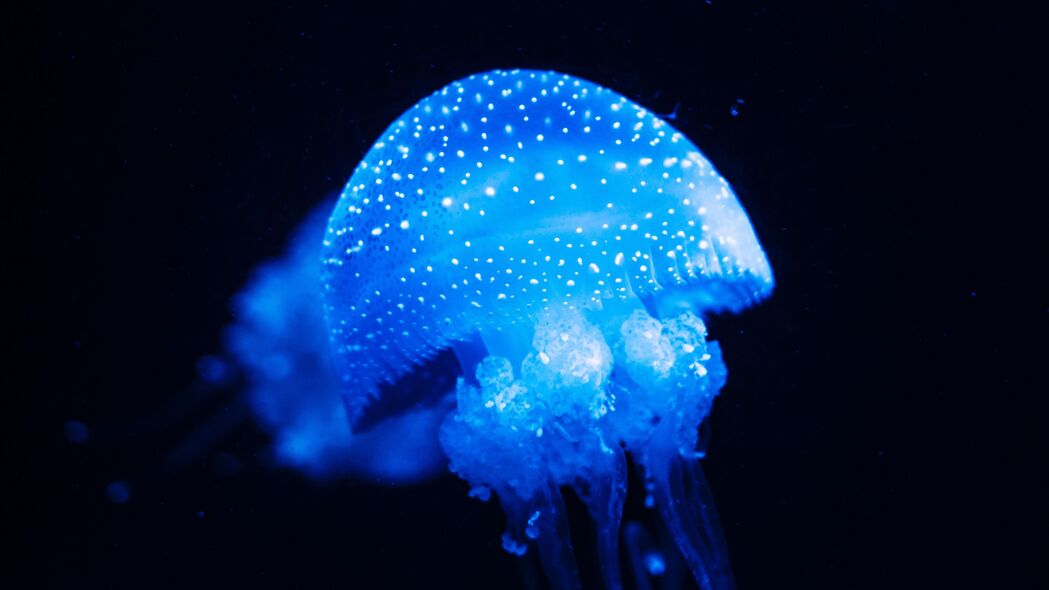 3840x2160 水母 蓝色 发光 海底世界 海洋 4k壁纸 uhd 16:9