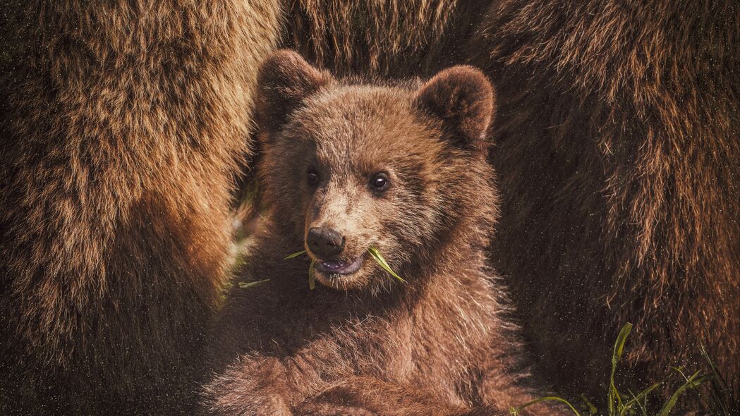 3840x2160 小熊 熊 有趣 可爱 动物 4k壁纸 uhd 16:9