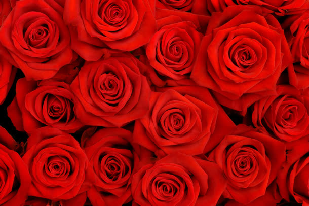 高清红色玫瑰花瓣花朵