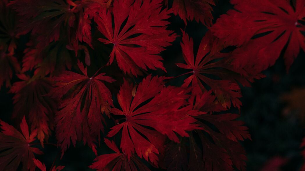 3840x2160 叶子 红色 黑色 深色 植物 4k壁纸 uhd 16:9