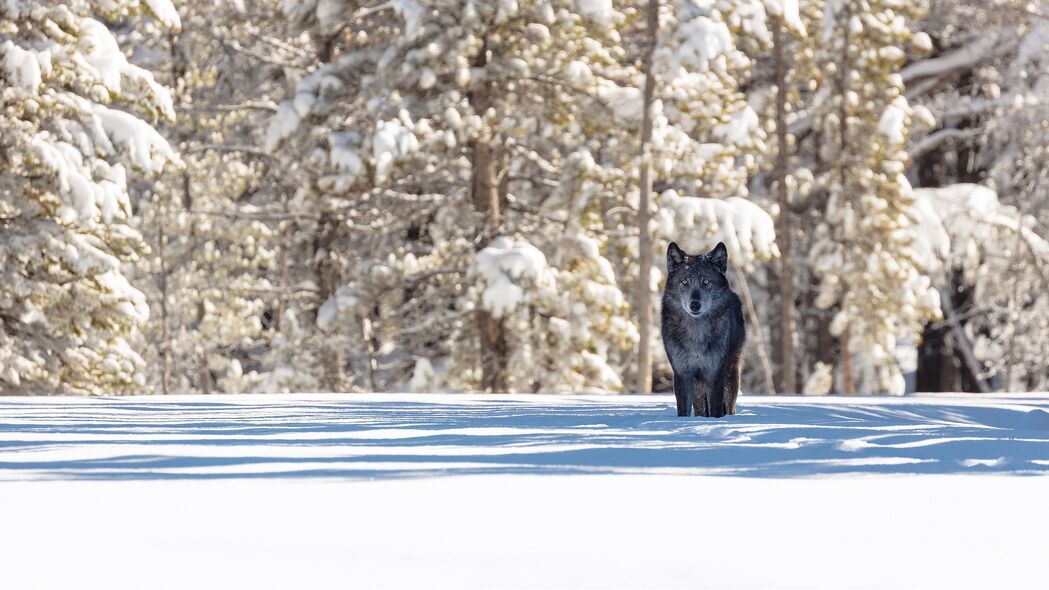 3840x2160 狼 冬天 森林 雪 阴影 捕食者 野生动物壁纸 背景