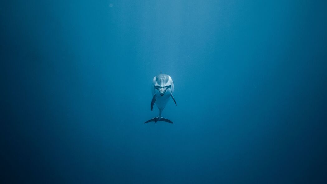 3840x2160 海豚 水下世界 游泳 孤独的 4k壁纸 uhd 16:9