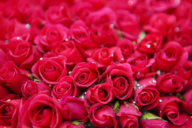 红艳的玫瑰花