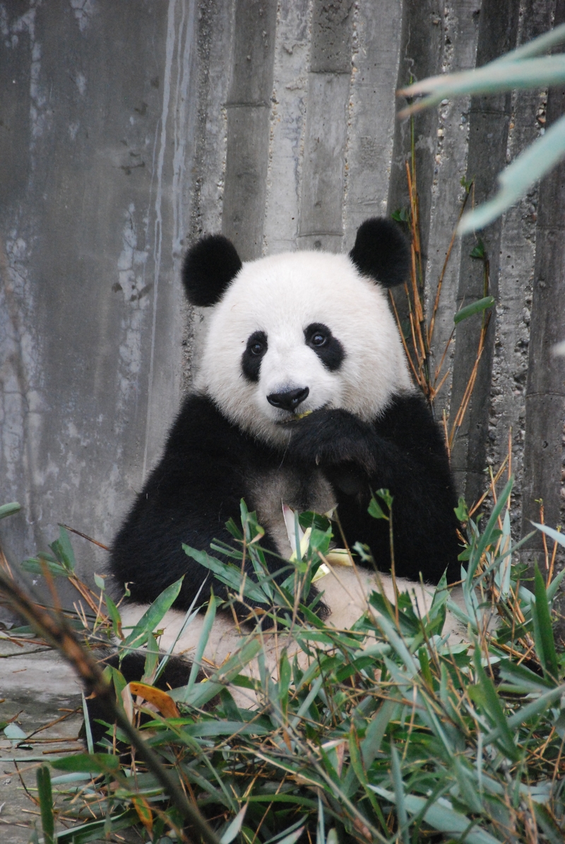 吃竹子的熊猫啊