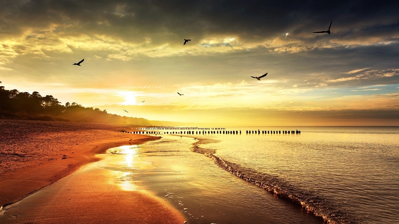 海滩鸟 - 海鸥 - 海洋 - 壁纸