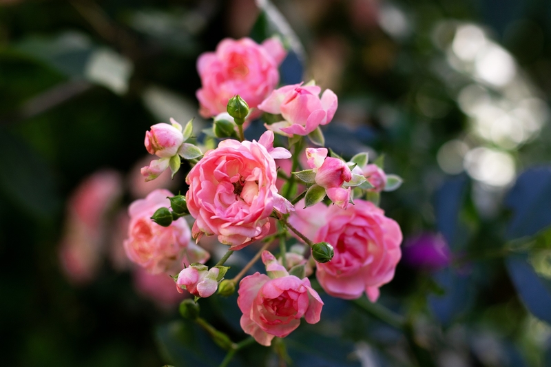 小玫瑰粉色一束花