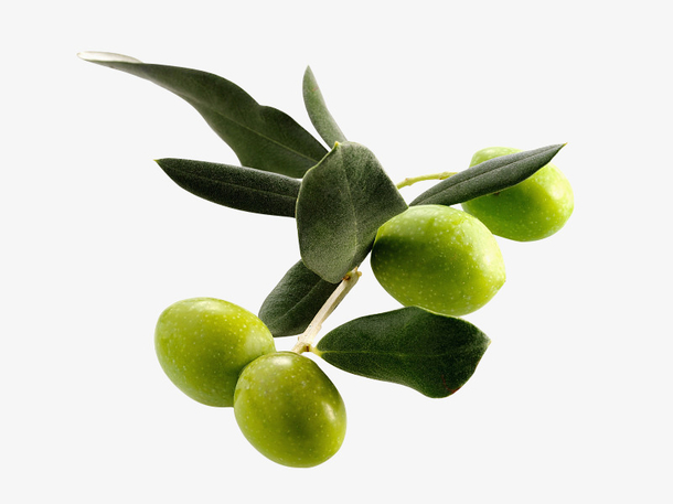橄榄果枝带绿叶透明图