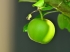 青苹果 苹果树 4K高清图片