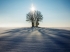 冬天 雪 树 太阳 4k风景壁纸